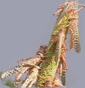 Locust